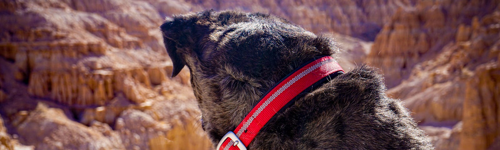 A dog looks longingly at carved, pink sandstone canyons and hoodoos as he waits for his humans to go hiking.