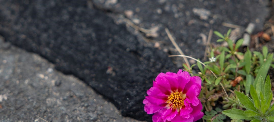 Flower growing through concrete — photo by Jerry D Clement CreateTeachInspire.com