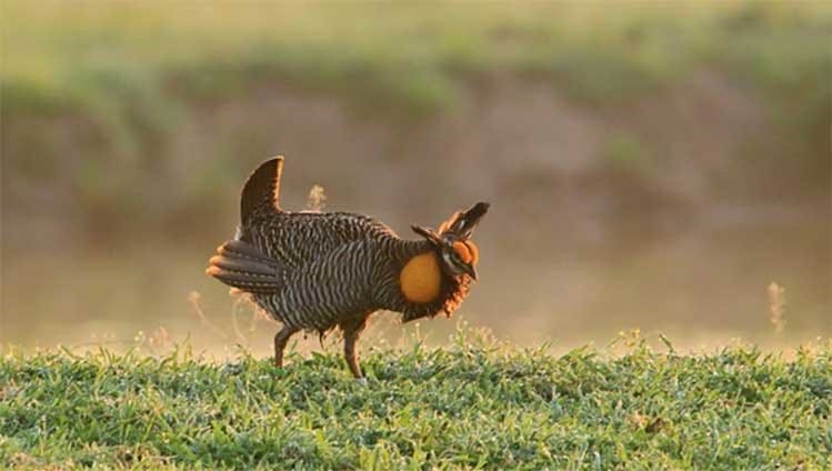 a prairie chicken with orange eyebrow ridges and gular sacs dances on the prairie