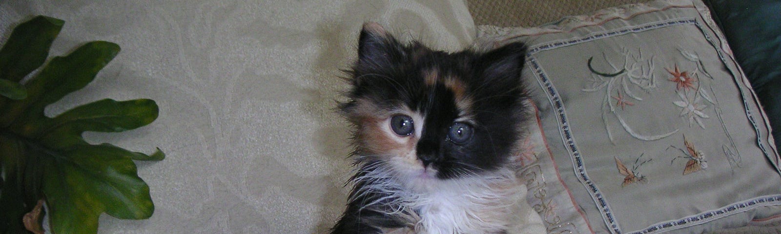 A kitten with orange and black fur and a white stomach and paws sits on a sofa.