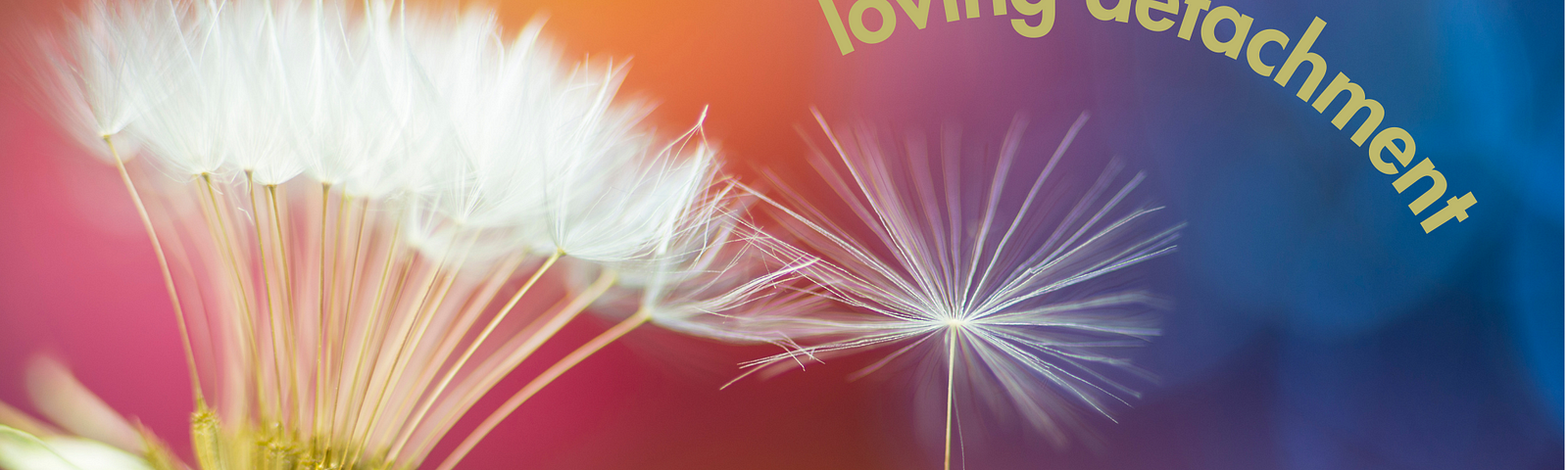 yellow flower in lower left corner with wispy white dandelion-like flowers above it on a rich red and orange background with the words “loving detachment” in an olive green arch in upper right hand corner