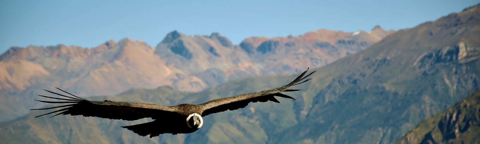 Bird in flight with wings outstretched with mountains behind