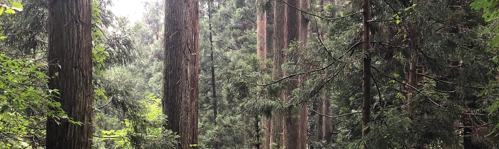 A mountain path surrounded by towering cedars that leads towards Yakushi Shrine on Mt. Kumanonagamine, one of the 100 Famous Mountains of Yamagata in Tohoku, north Japan.