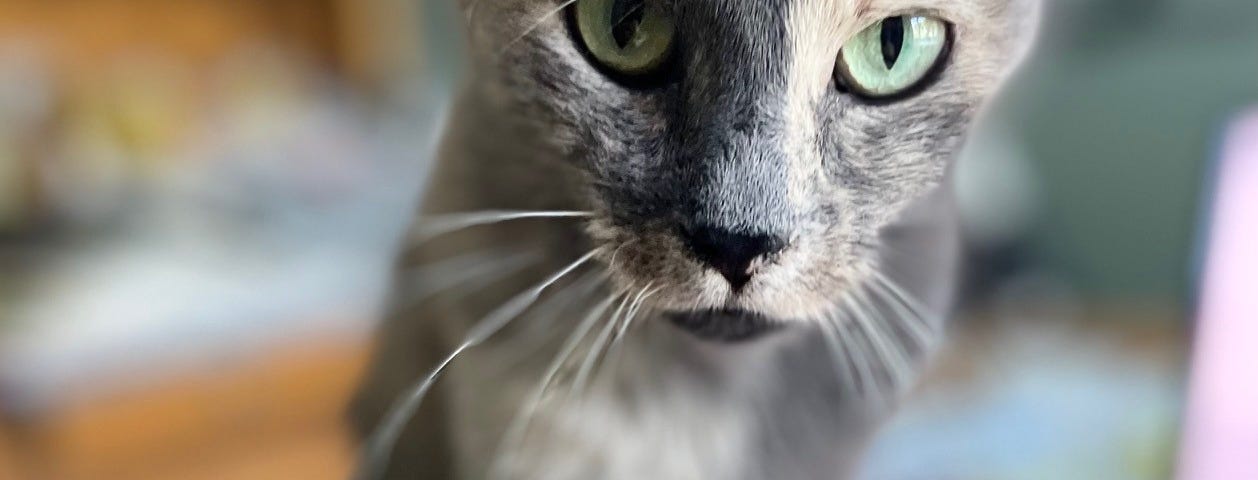 A gray cat with green eyes reaching forward with its paw.