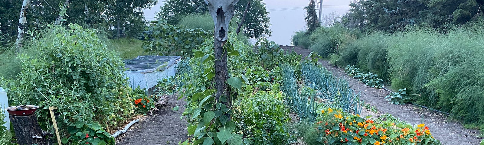 A beautiful garden in full bloom at dusk.