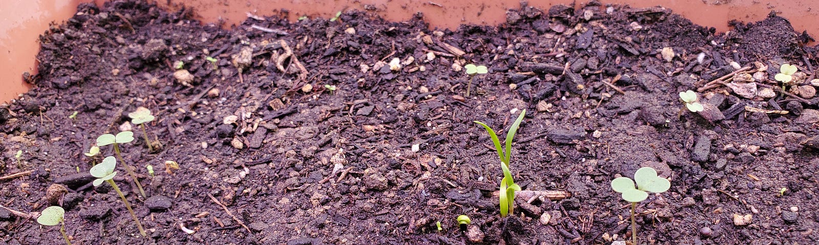 Container with potting soil with some small seedlings sprouting.