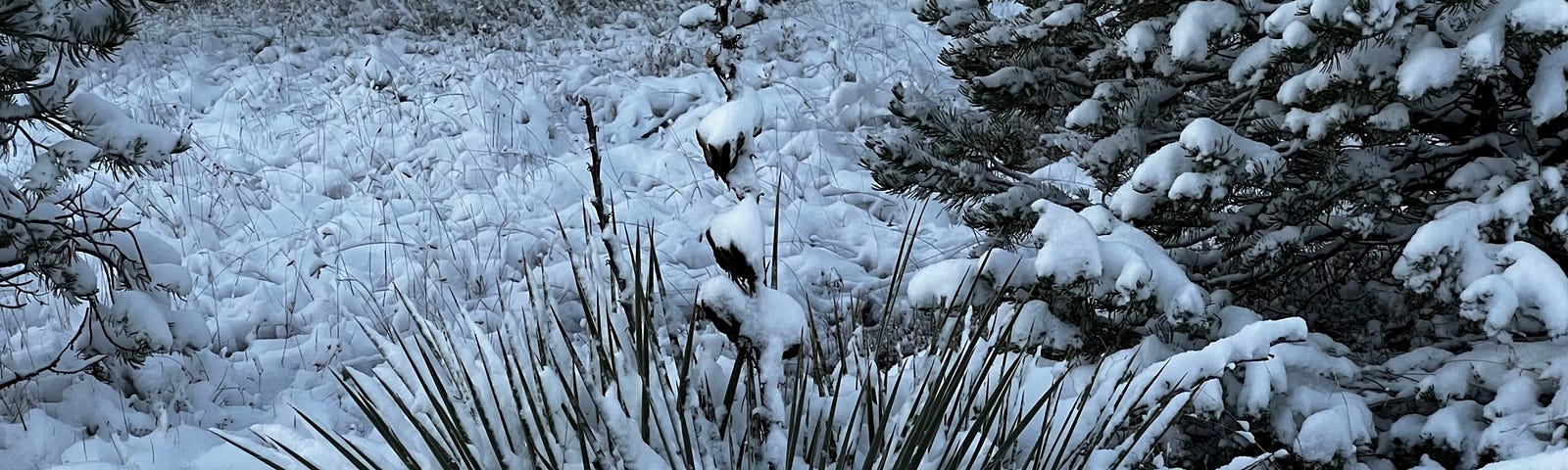 Low yucca plant with a fair amount of snow clinging to it. Snow covered trees and ground are visible in the background.