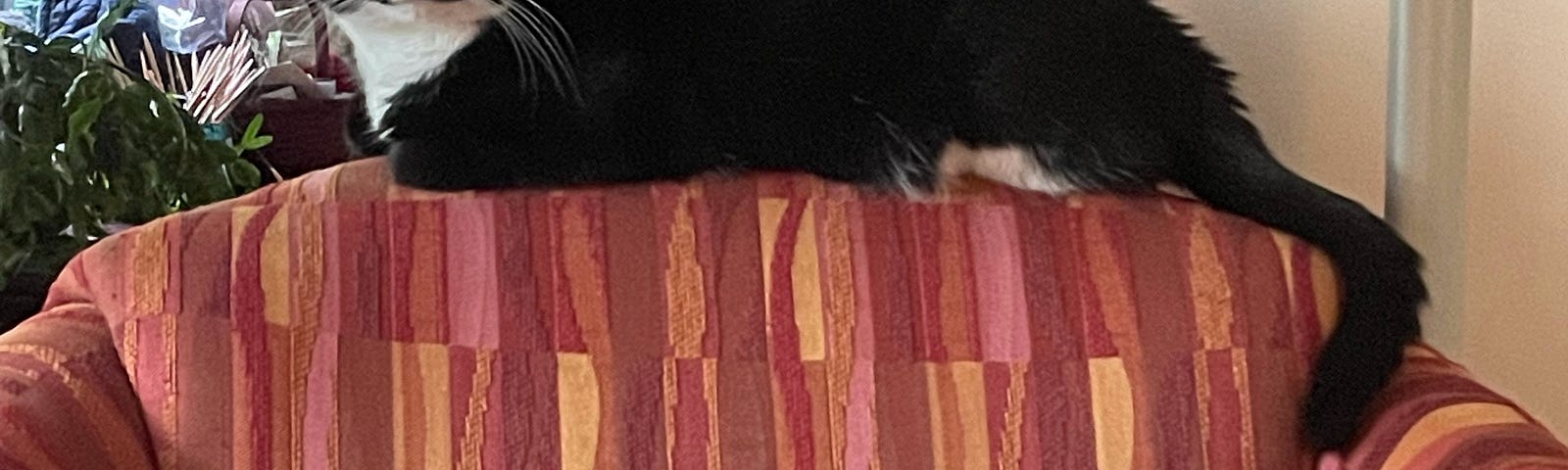 Two tuxedo cats on a gold and dark red striped chair