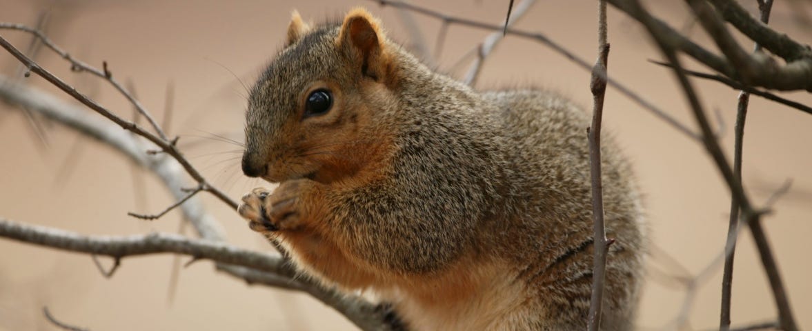 Tree squirrel