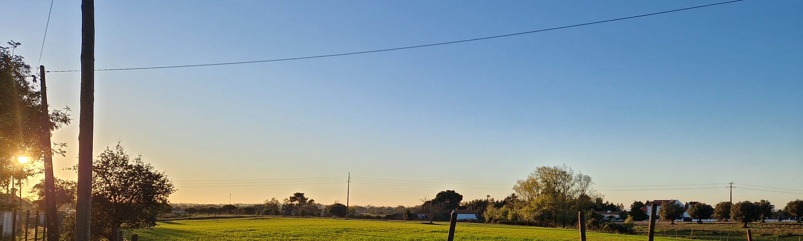 Green meadow lighten by the sunset.