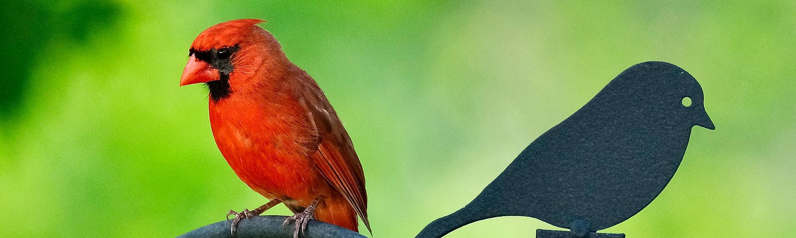 a red cardinal sits on a hook