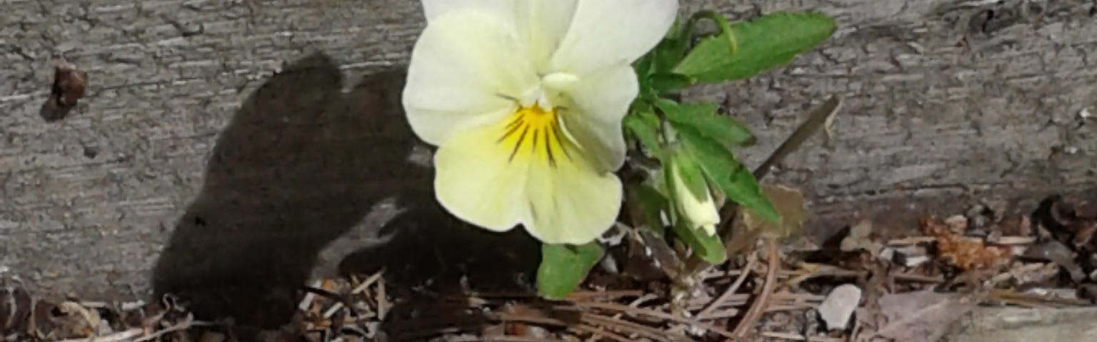 A solitary yellow and white viola growing in wooden steps