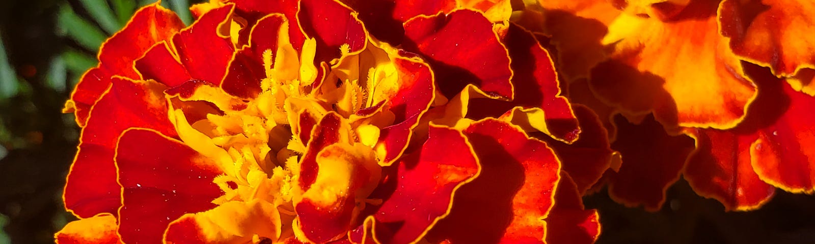 Close-up of a dark orange and yellow frilly petals in layers and yellow stamen in the middle, with a lighter shaded flower behind it.