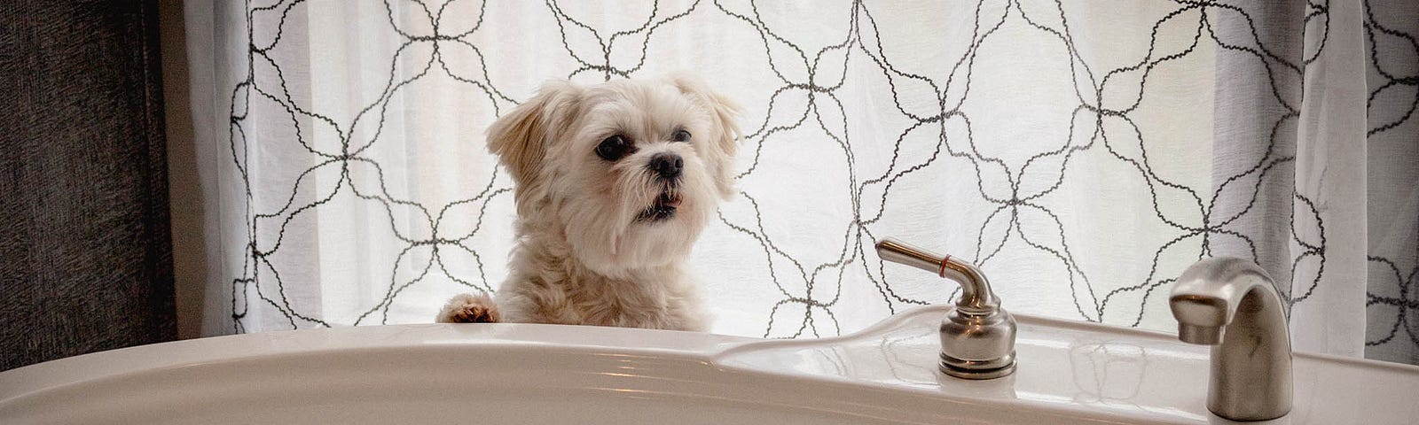 My dog, Rowdy, at the bathtub.
