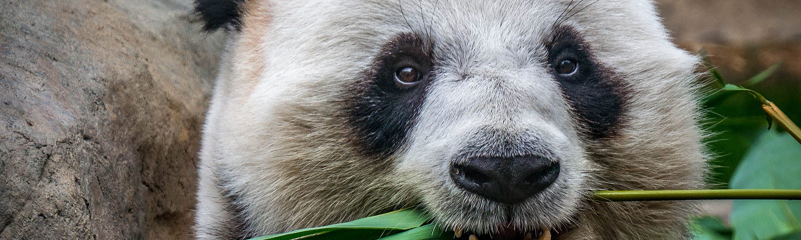 A Panda eating a green leafy branch.