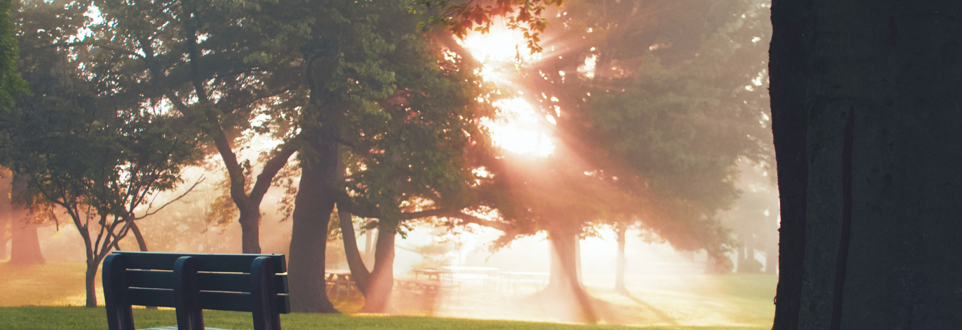 An empty bench next to a large tree with sunlight filtering through the trees in the background