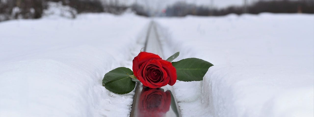 A single red rose in a field of snow.
