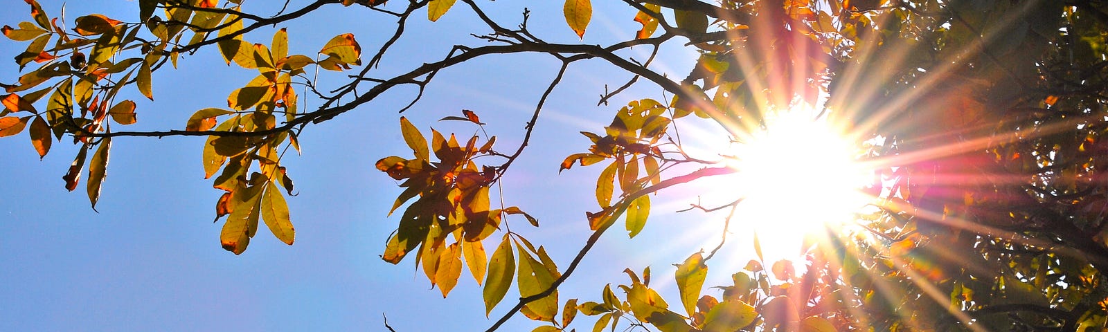 Sunlight through reddish green leaves, with blue sky