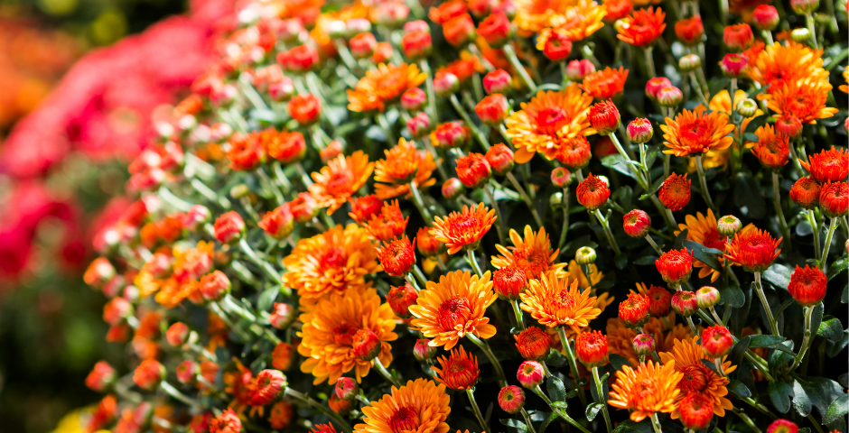 caring for Chrysanthemum
