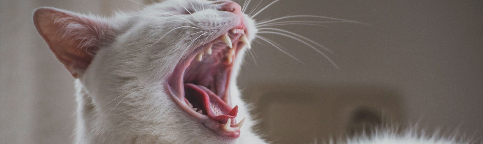 Close up of a white cat yawning