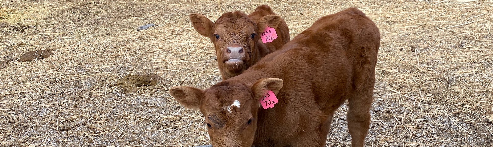 Two brown baby cows look up to the camera.