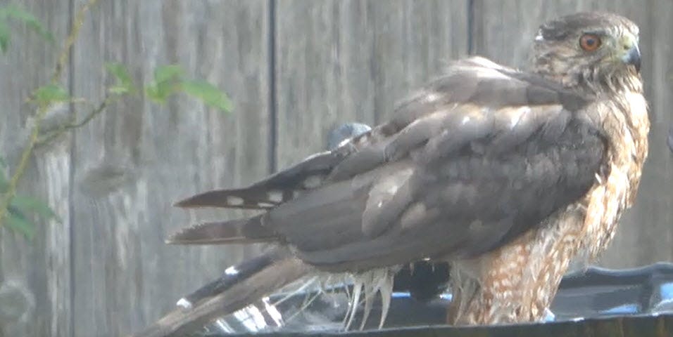 Hawk standing in birdbath.