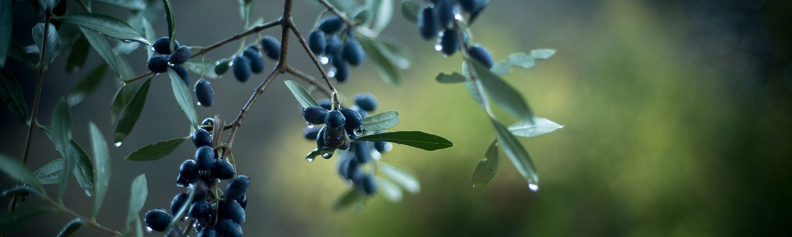 An olive branch — to represent apology