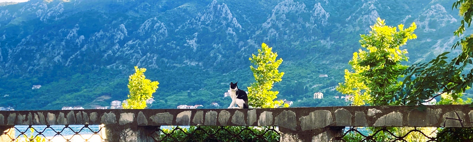 The cats of Kotor with a beautiful scenic view.