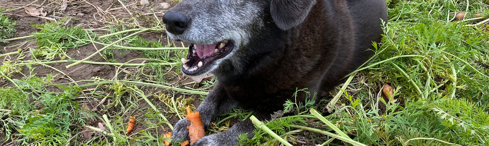 A small black dog with a carrot between her paws.