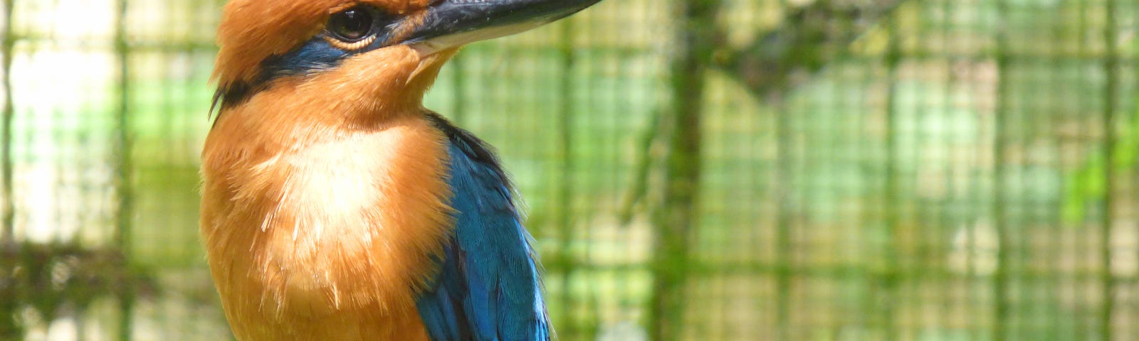 A sihek sits in captivity. It has cinnamon red feathers and bright blue wings. It has a large black beak with a blue stripe that wraps around its head.