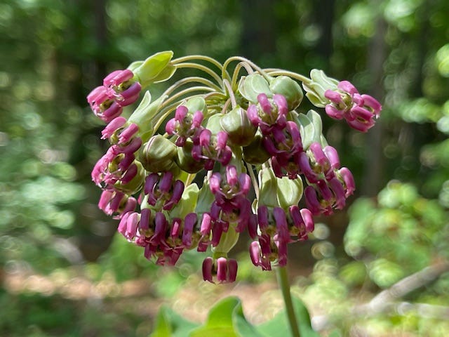 Purple cluster of small flowers hanging in a clump, turned toward the ground.