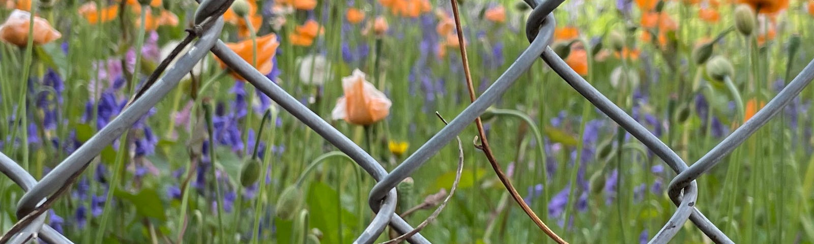 Photo of chain link fence and small meadow of poppies, grass and wildflowers with dry tendrils climbin up fence.
