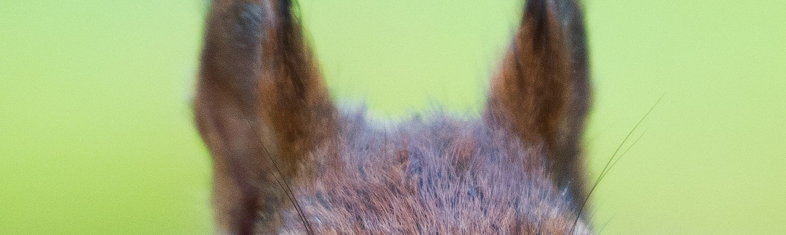 Red squirrel looking alert with a nut in its mouth