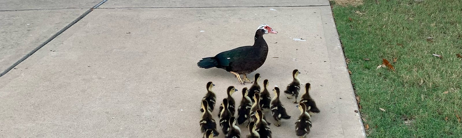 Duck and ducklings