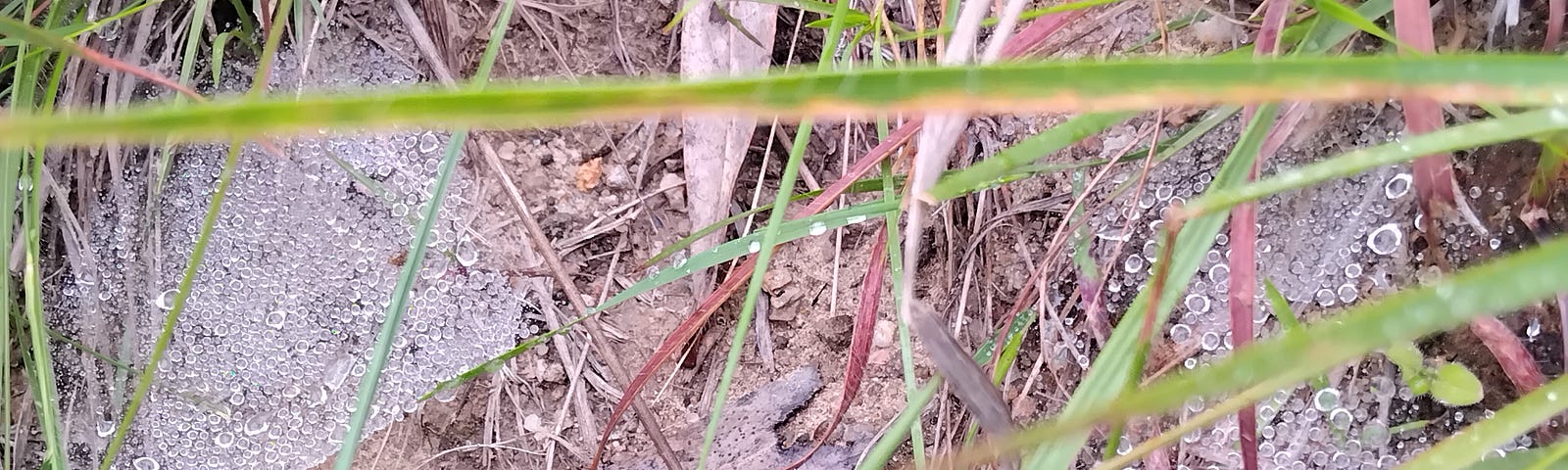 Multiple spiderwebs covered with dew droplets on the ground among the grass