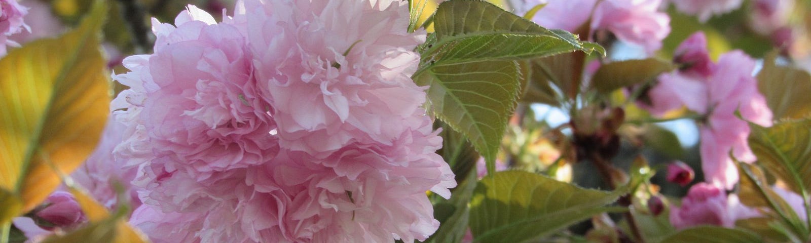 Beautiful pink flowers on a spring day