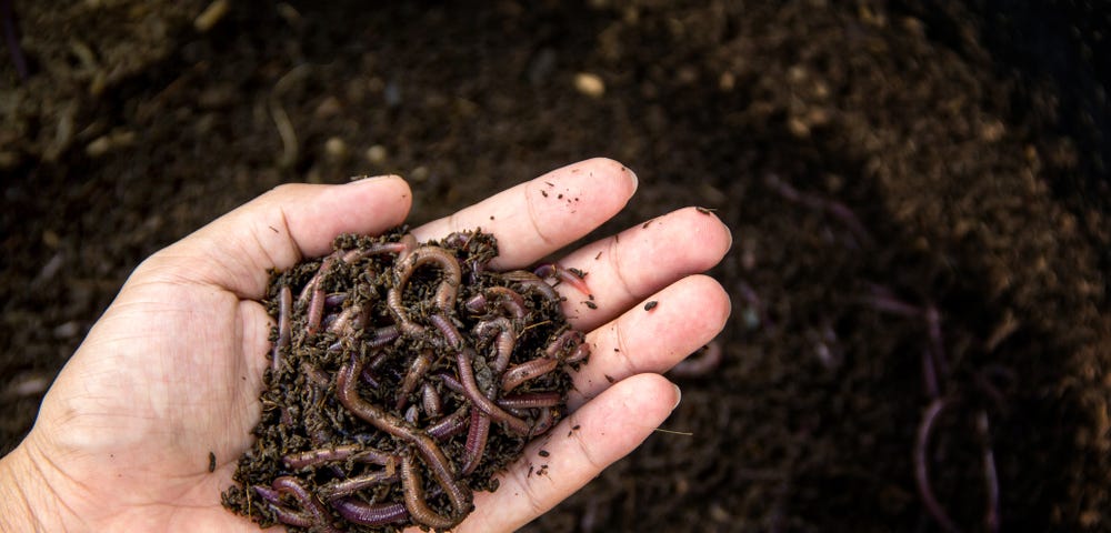 Picture of a hand holding earthworms that help with composting organic waste