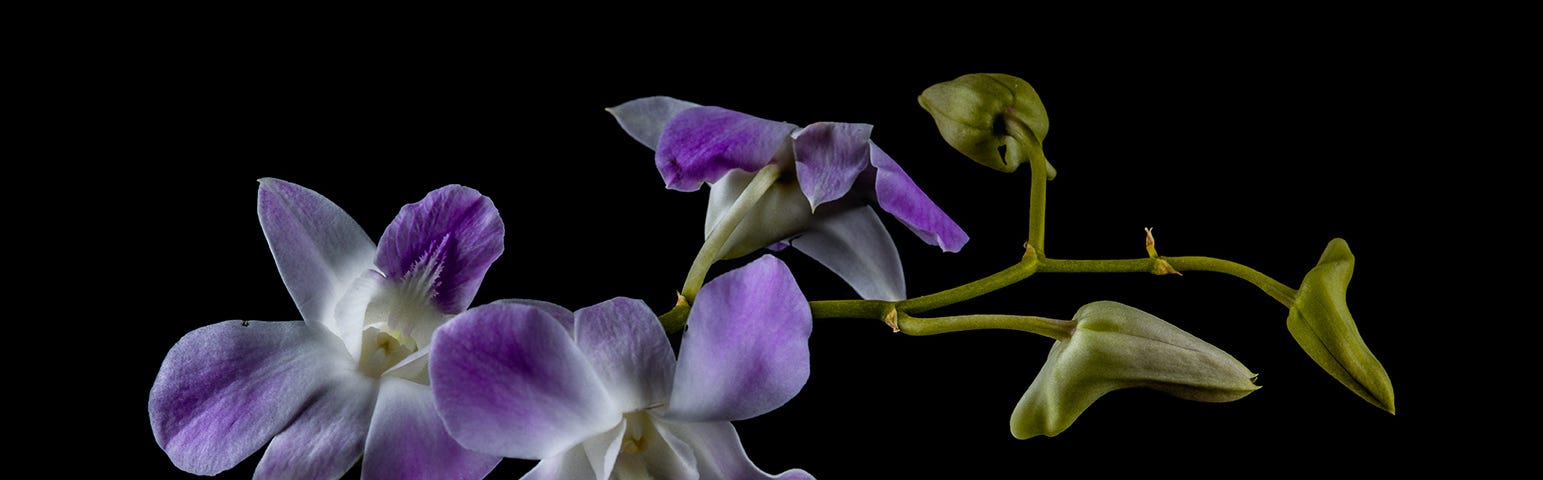 still-life photo of an orchid