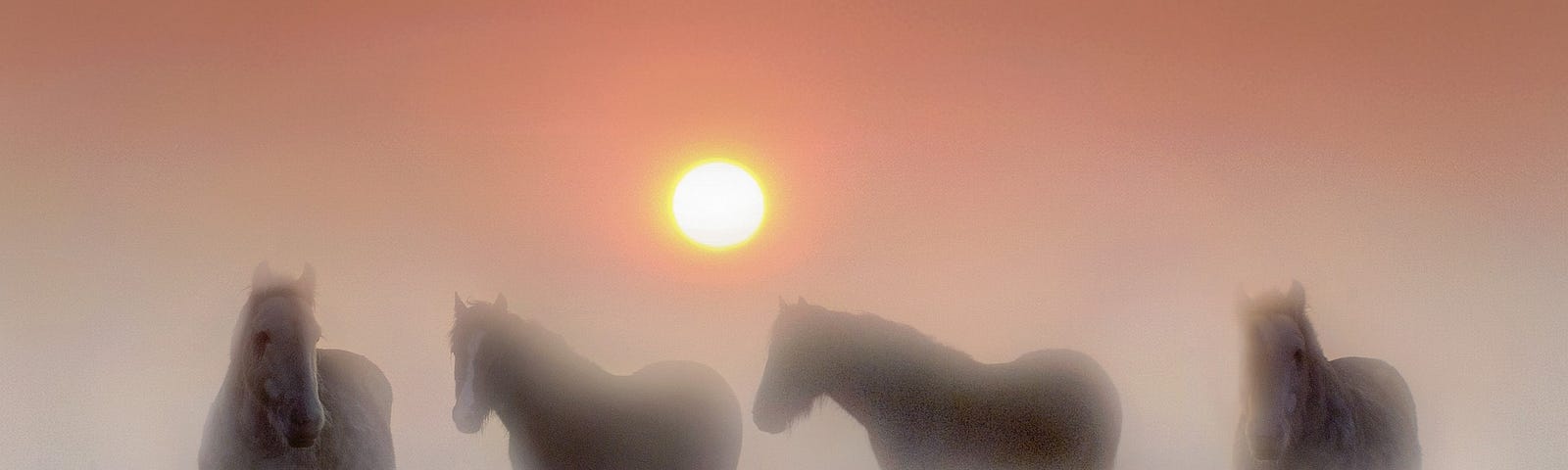 Horses in the rosey fog of early morning