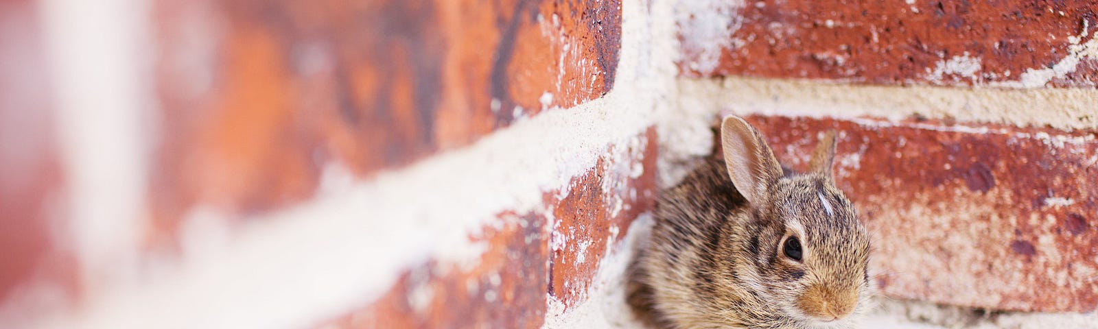 Tiny rabbit in a corner of a brick wall.