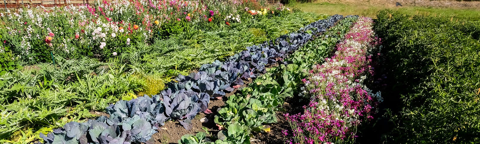 Sweet Farm - Medium