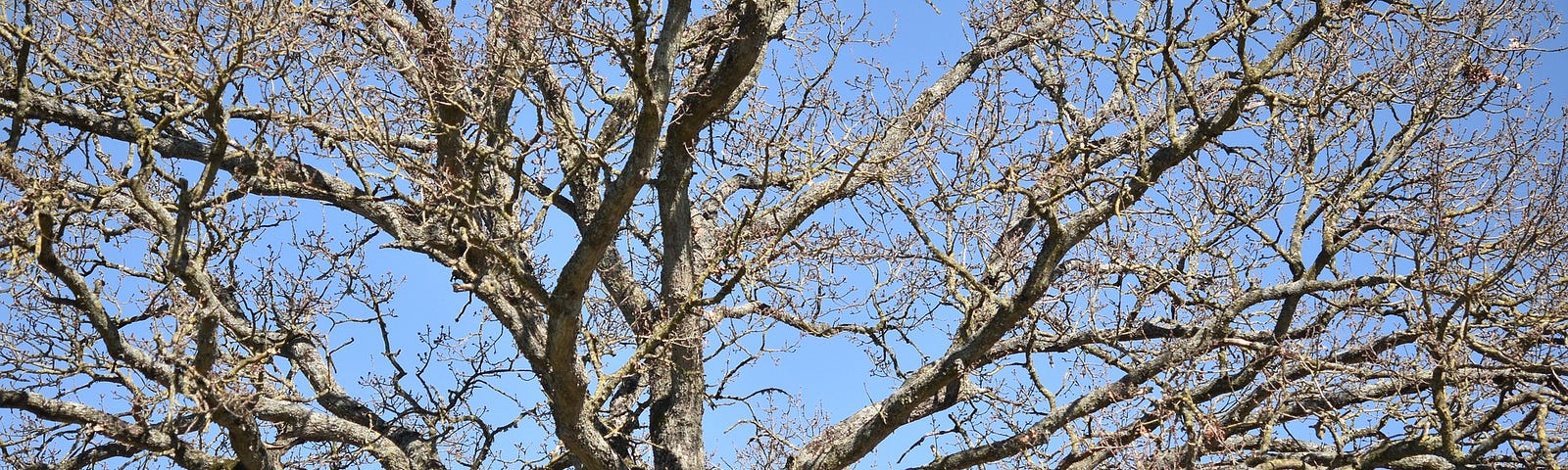 Bare branches against a blue sky