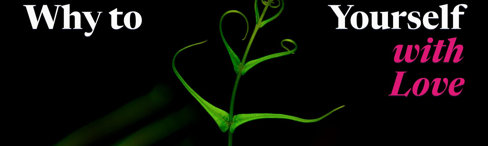 Photo of a sapling growing with its youngest leaves forming the shape of a heart, with text overlaid reading “How & Why to Reinvent Yourself with Love”