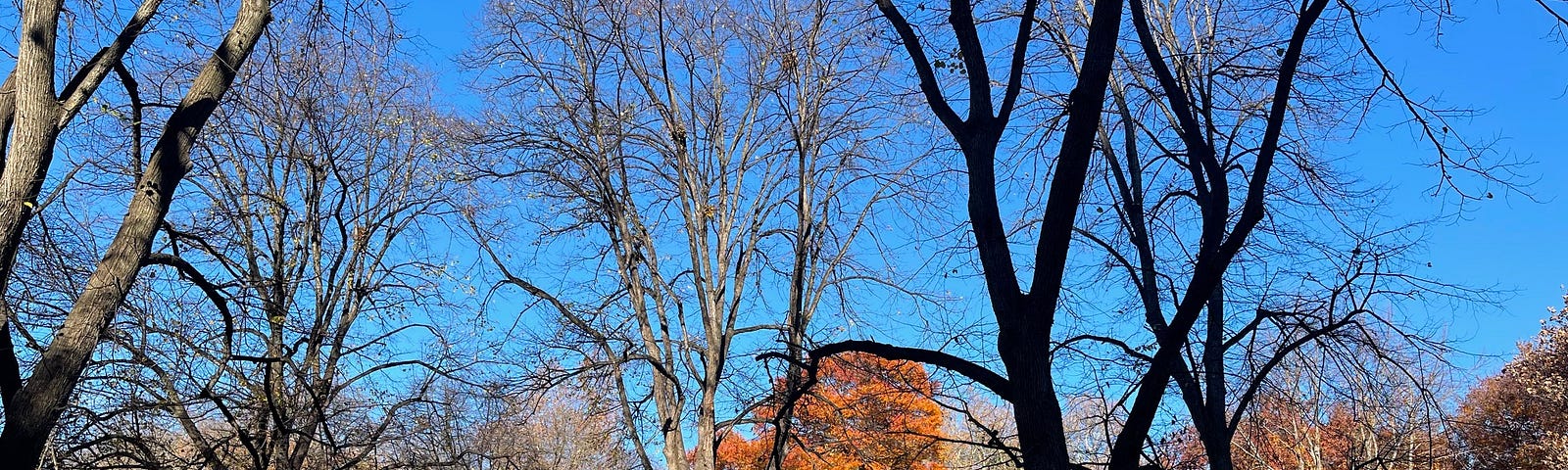 Central Park, NYC, in the fall