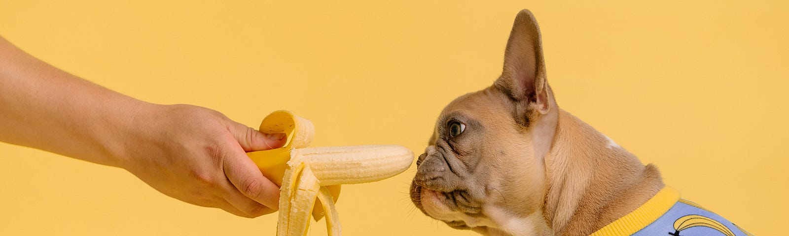 A banana is presented to a pug wearing banana pajamas against a yellow background. True of Bananas by Jim Latham.