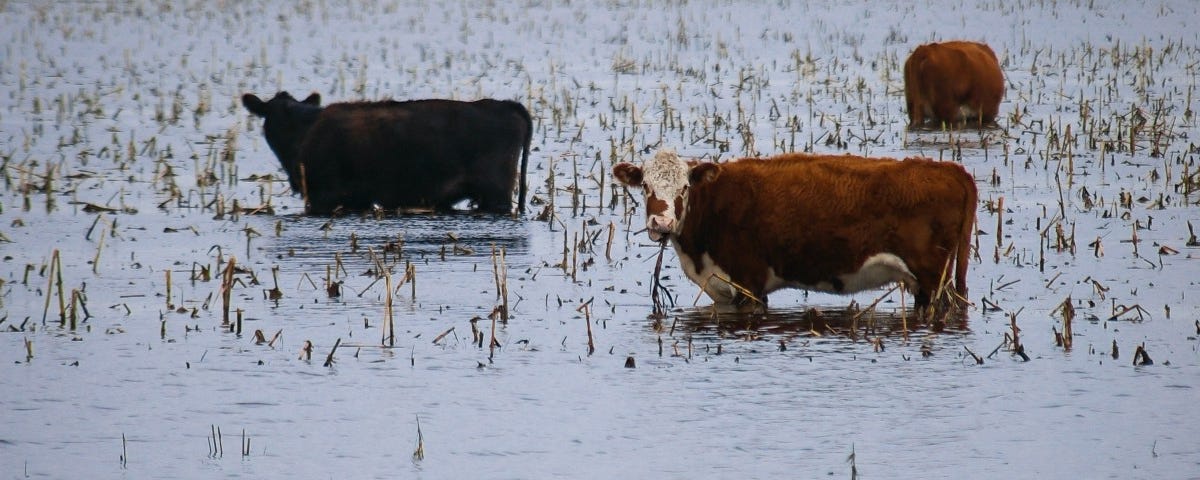 Vacas de pie en un campo inundado