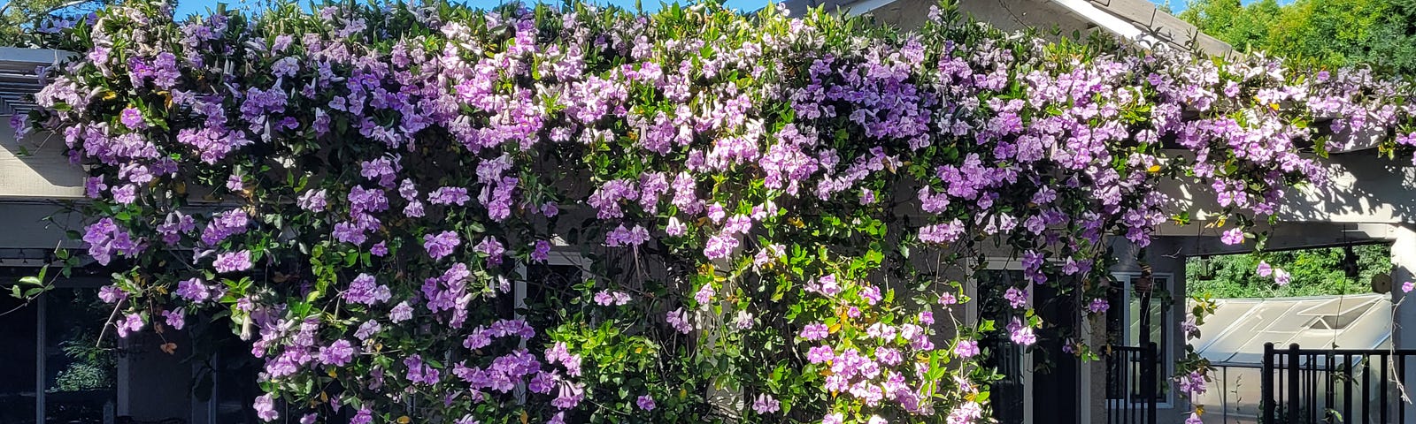 Purple flowers covering a trellis in my backyard.