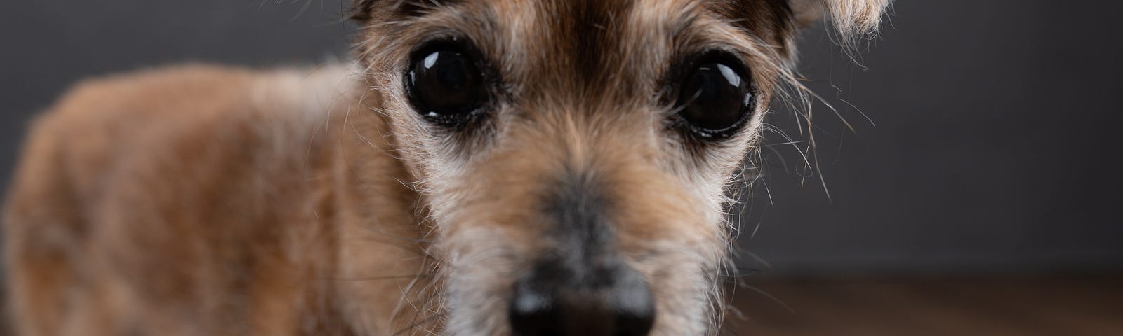 Close up of a small brown dog staring into the camera