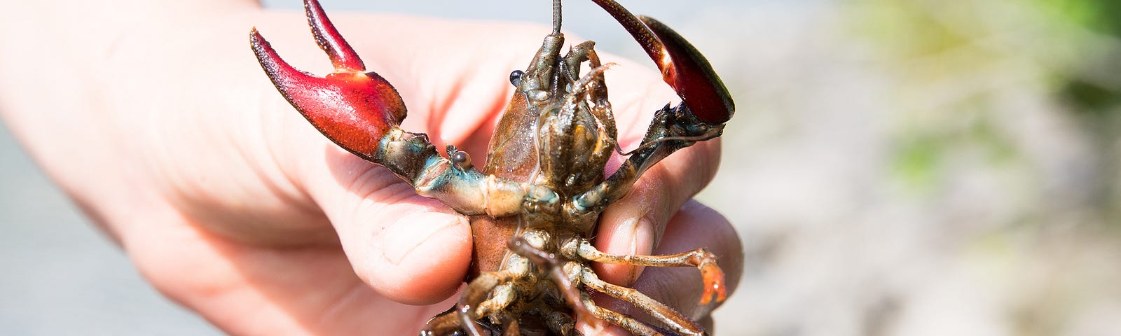 crayfish in someone’s hand