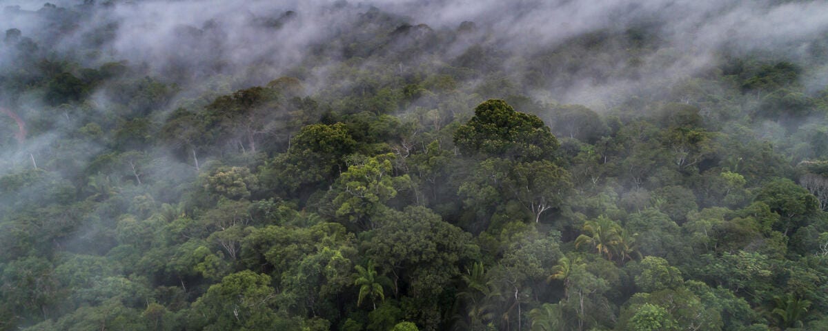 Amazon rainforest, Brazil. © Andre Dib / WWF-Brazil